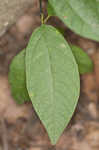 Southern spicebush <BR>Pondberry